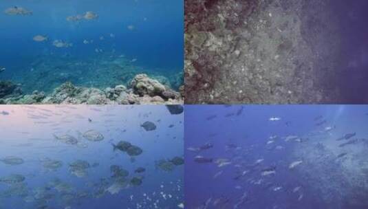海底世界海洋生物鱼群高清在线视频素材下载