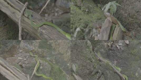 浙江温州泰顺县乌岩岭河边青蛇特写高清在线视频素材下载