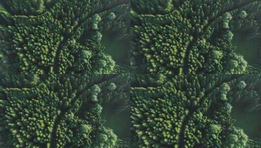 原始森林树木航拍高清在线视频素材下载