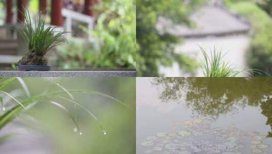 风景植物菖蒲空镜头园林景色高清在线视频素材下载