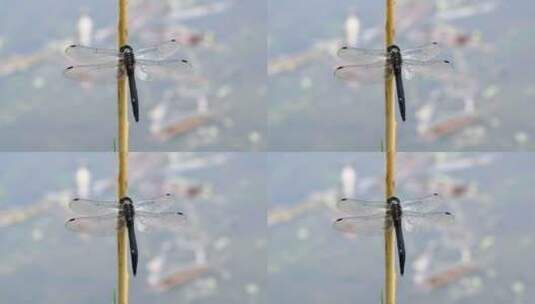 枝头静立的蜻蜓高清在线视频素材下载
