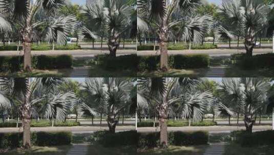 五缘湾城市绿化带街景高清在线视频素材下载