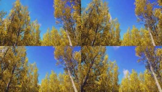 秋天树林树梢高清在线视频素材下载