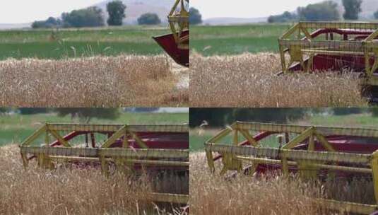 联合收割机收割小麦高清在线视频素材下载