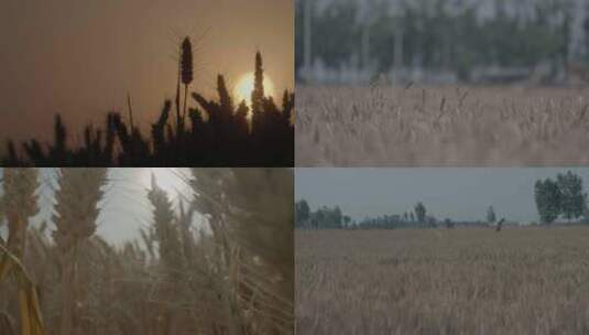 小麦 麦穗剪影 麦田 小麦丰收高清在线视频素材下载