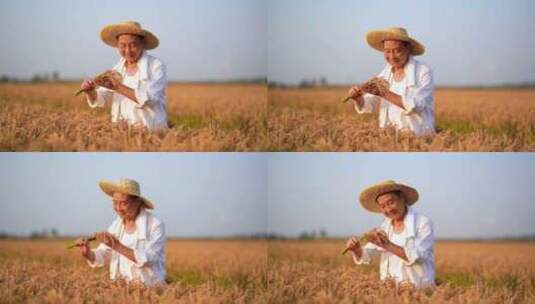 丰收  农民微笑 稻田丰收高清在线视频素材下载