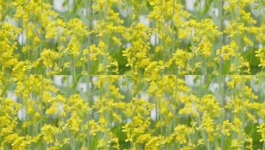 春天农村田野黄色油菜花菜籽高清在线视频素材下载