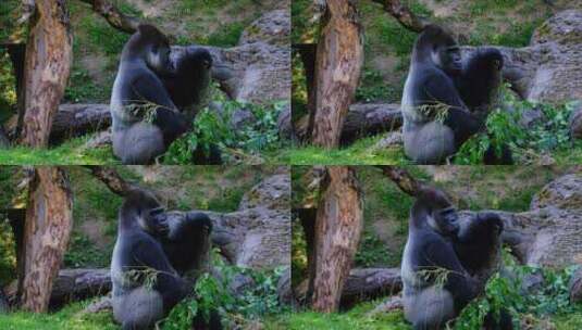 公园里母猩猩带着孩子在草坪玩高清在线视频素材下载