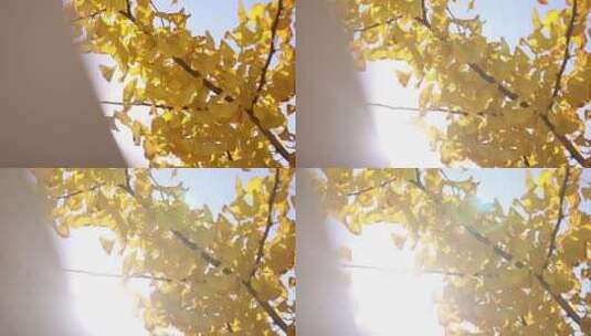 济南泉城广场秋季银杏林，树木叶子变黄高清在线视频素材下载