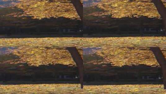 北京秋冬银杏枫叶治愈系风景视频高清在线视频素材下载