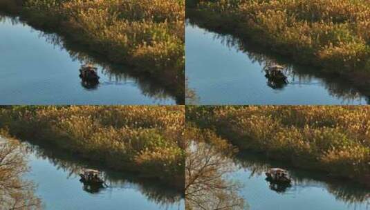 4K航拍西溪湿地芦苇荡湖水高清在线视频素材下载