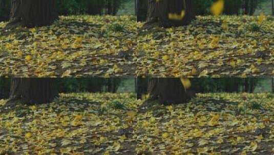 秋天地面银杏树落叶树叶飘落高清在线视频素材下载