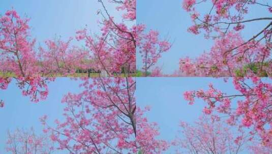 粉红色樱花园树林高清在线视频素材下载