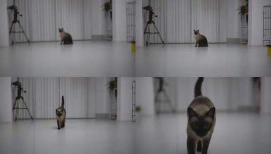 猫 暹罗猫 猫走过来高清在线视频素材下载