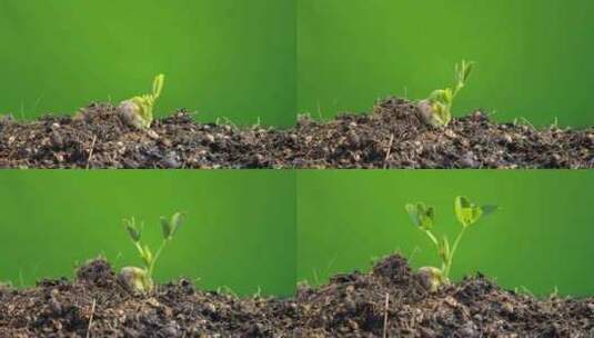 种子发芽植物生长延时高清在线视频素材下载