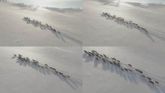 雪原上的马群高清在线视频素材下载