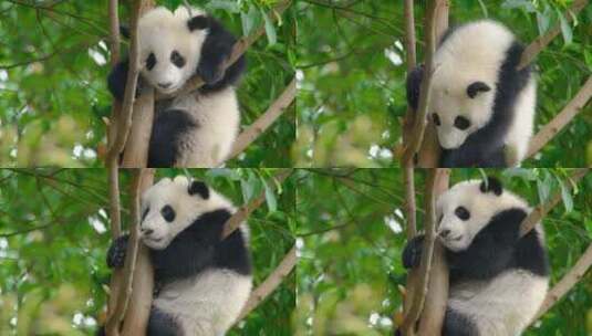 熊猫宝宝挂在树上睡觉高清在线视频素材下载
