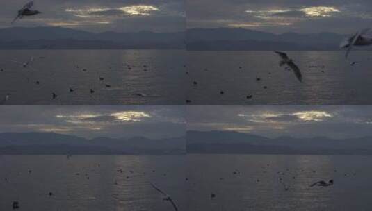 海鸥红嘴鸥洱海风光滇池美景航拍高清在线视频素材下载