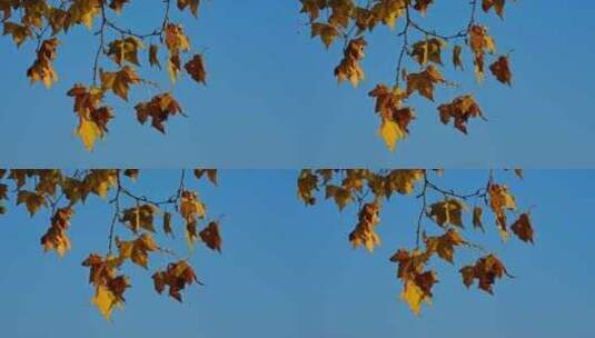 晴朗天气下的北山街金黄梧桐秋景高清在线视频素材下载