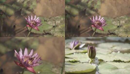 雨中睡莲，莲花，盛开的莲花高清在线视频素材下载