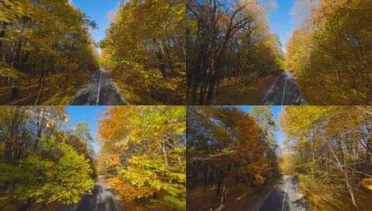 森林 道路 树林高清在线视频素材下载