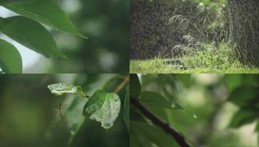 夏天的雨季高清在线视频素材下载