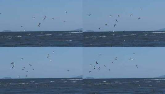 夕阳海面海浪海鸥升格空镜高清在线视频素材下载