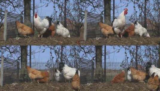 鸡土鸡走地鸡母鸡公鸡散养鸡家鸡鸡高清在线视频素材下载