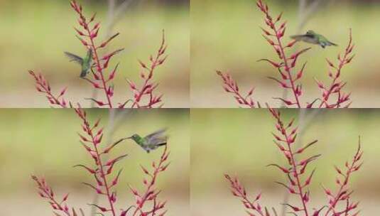飞翔的蜂鸟高清在线视频素材下载