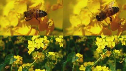 油菜花蜜蜂高清在线视频素材下载