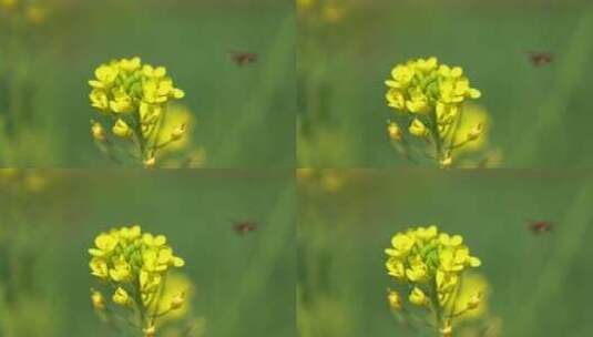 油菜花 蜜蜂 蜂蜜菜花 花开 春天高清在线视频素材下载