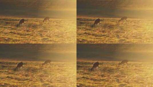 清晨小鹿在草原觅食高清在线视频素材下载