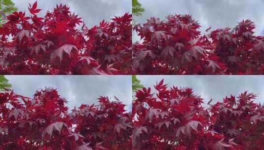 红枫叶随风摇摆高清在线视频素材下载