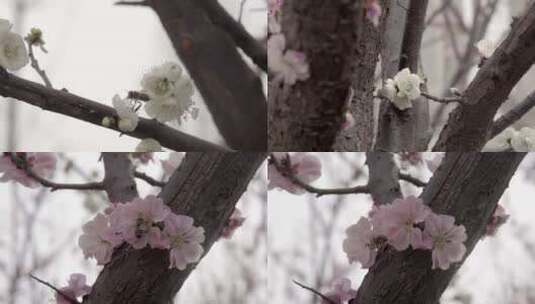 春 花朵上的昆虫 蜜蜂高清在线视频素材下载