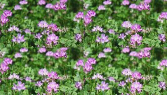 蜜蜂在紫云英花丛中飞舞采蜜慢镜头高清在线视频素材下载