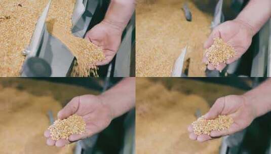粮食处理中的质量控制小麦籽粒质量检测特写高清在线视频素材下载
