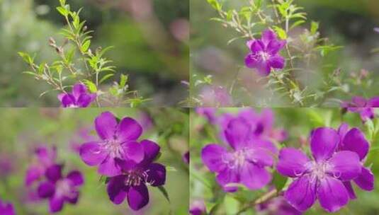 4K野生植物 巴西野牡丹高清在线视频素材下载