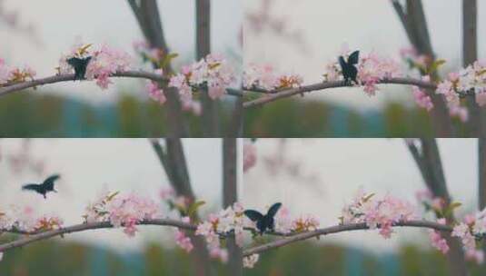 春天盛开的粉色海棠花蝴蝶飞舞高清在线视频素材下载