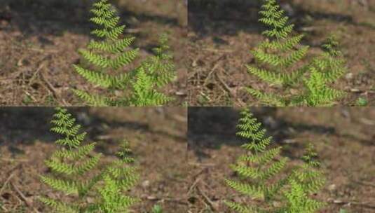绿植植物蕨类高清在线视频素材下载