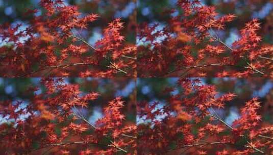 唯美风景红枫枫叶树叶红叶高清在线视频素材下载