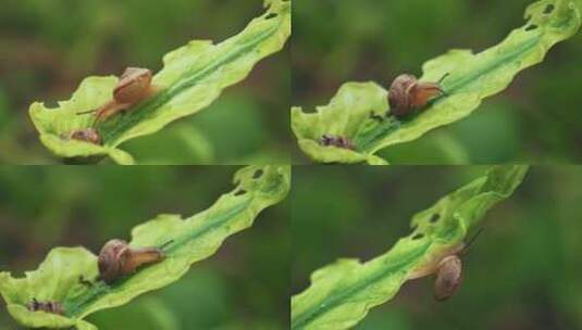 绿叶上爬行小蜗牛高清在线视频素材下载