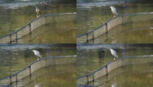 栖息在湖中的鸟高清在线视频素材下载