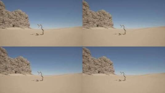 沙漠中的一棵孤树高清在线视频素材下载