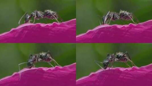 微观秘境：芍药花瓣上的弓背蚂蚁世界高清在线视频素材下载