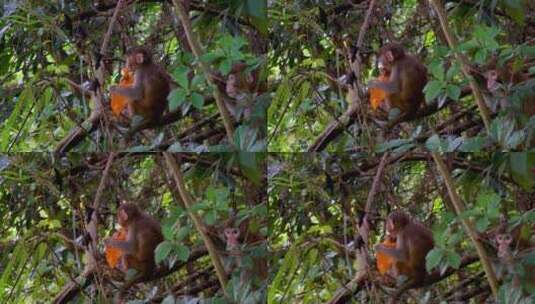 深圳塘朗山郊野公园野生猴群高清在线视频素材下载