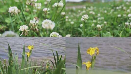 4k 实拍植物空镜头唯美素材高清在线视频素材下载