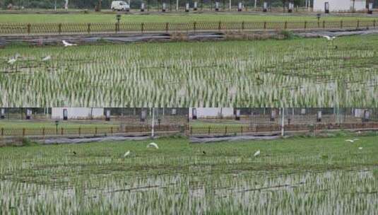 江南稻田 秧苗白鹭 生态良田芒种高清在线视频素材下载