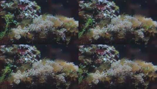 海洋馆海藻  海底植物高清在线视频素材下载