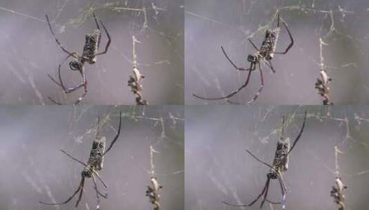 一只金色球体网蜘蛛在它的丝网上行走——特高清在线视频素材下载