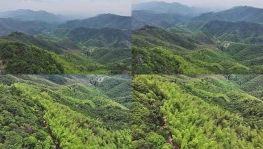 中国浙江杭州径山竹山竹林竹海大气治愈高清在线视频素材下载